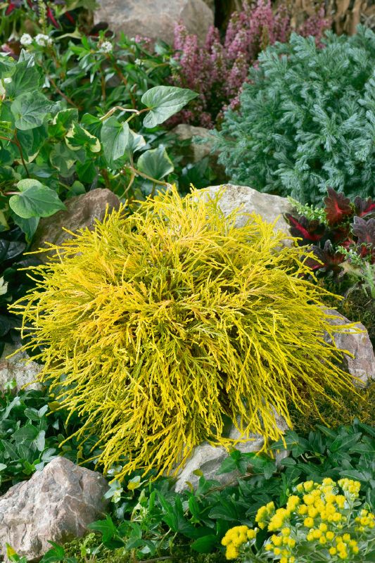 Chamaecyparis pis. Filifera Aurea Nana