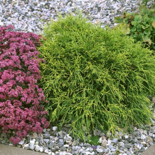 Chamaecyparis pis. Filifera Nana