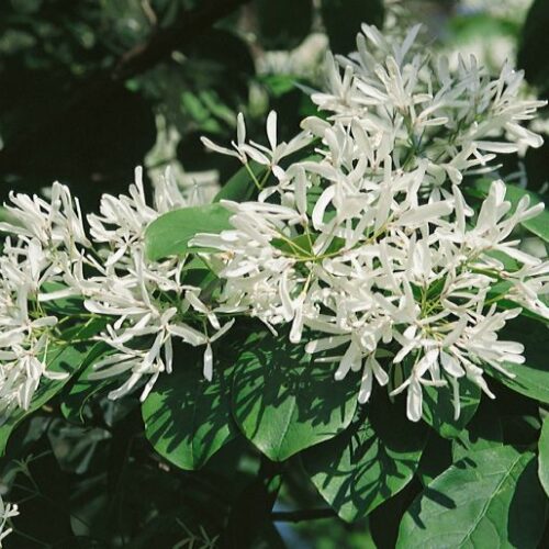 Chionanthus virginica