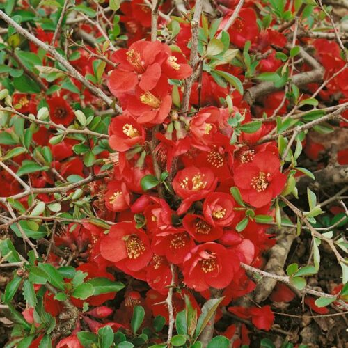 Chaenomeles Edelsorten