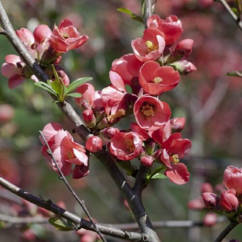 Chaenomeles lagenaria