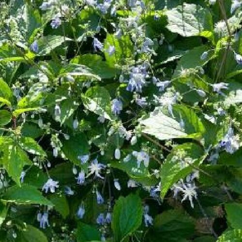 Clematis alpina                 hellblau