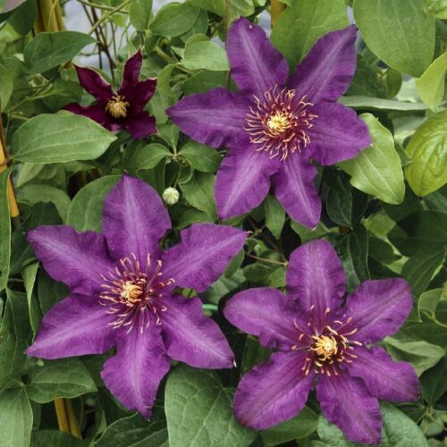 Clematis Hybriden in Sorten