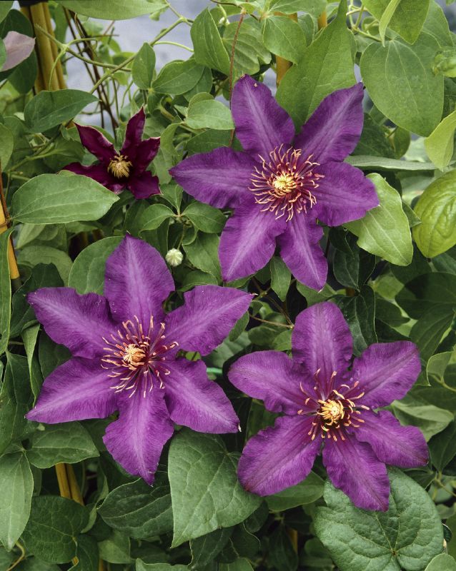 Clematis Hybriden in Sorten