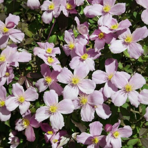 Clematis montana Rubens