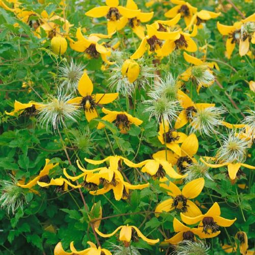 Clematis tangutica Golden Tiara
