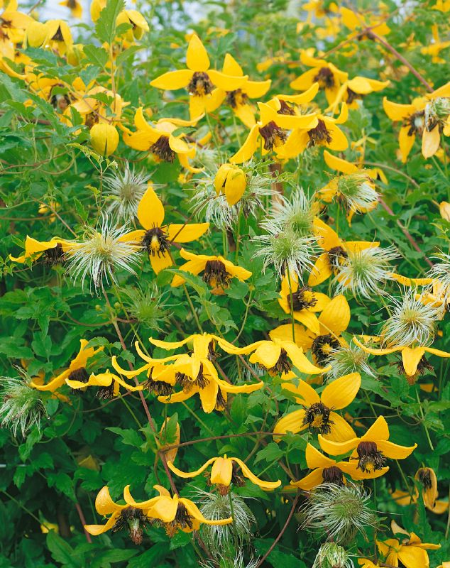 Clematis tangutica Golden Tiara