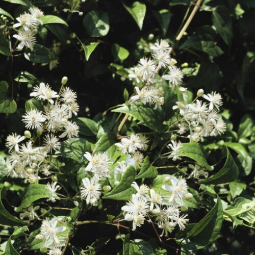 Clematis vitalba                   weiß