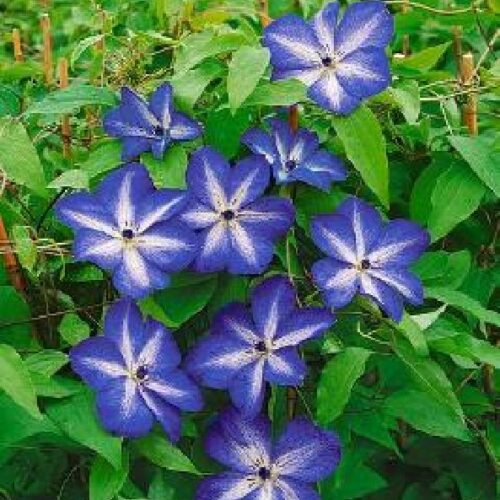 Clematis. viticella                 blau