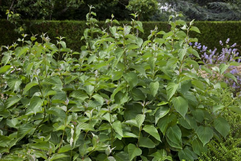 Cornus alba