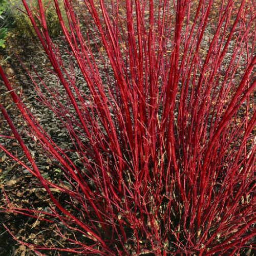 Cornus alba Sibirica