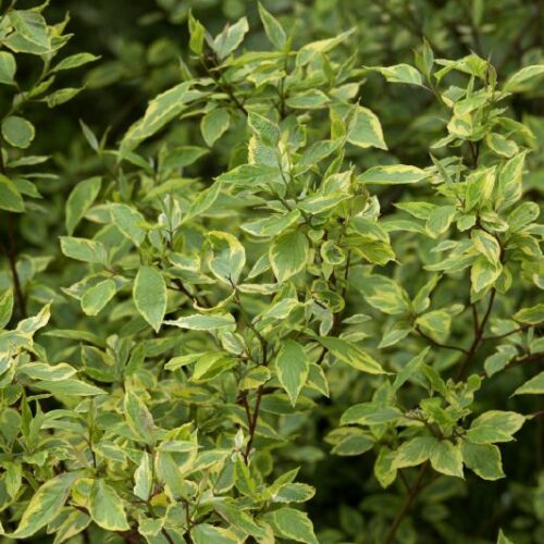 Cornus alba Spaethii