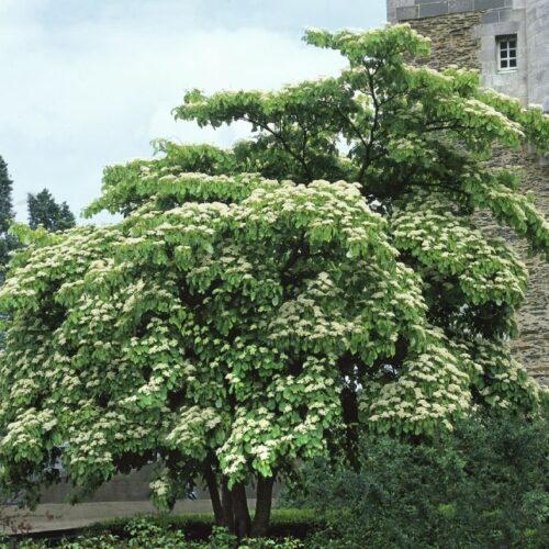 Cornus controversa