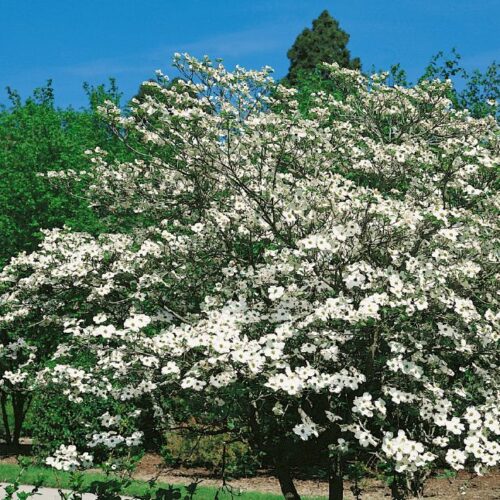 Cornus florida