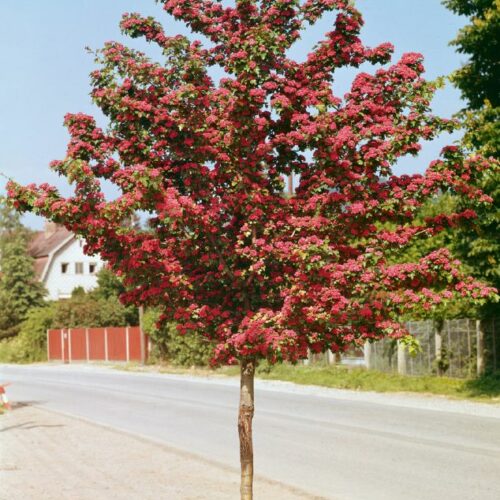 Cornus florida Rubra
