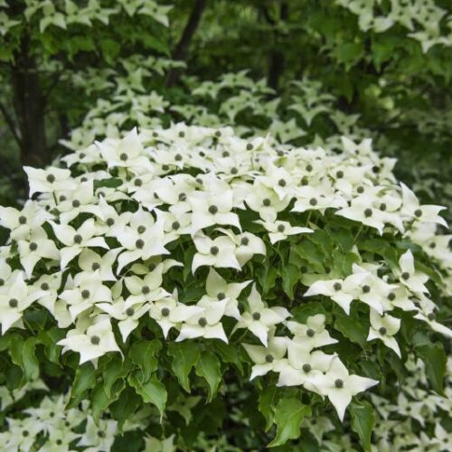 Cornus kousa chinensis