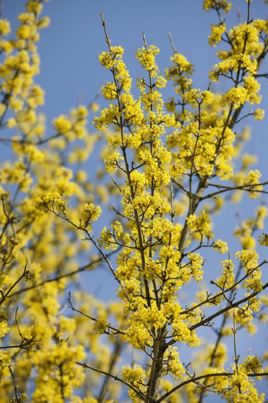 Cornus mas