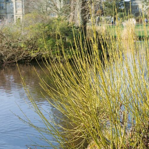 Cornus stolonifera Flaviramea