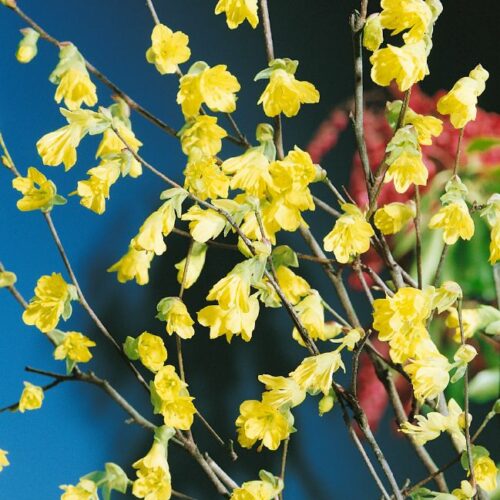 Corylopsis pauciflora