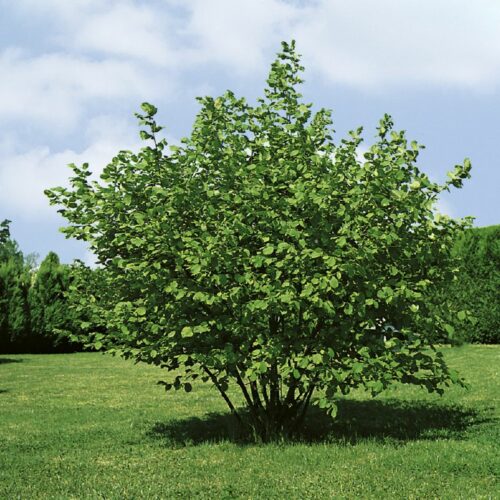Corylus avellana