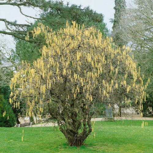 Corylus avellana Contorta