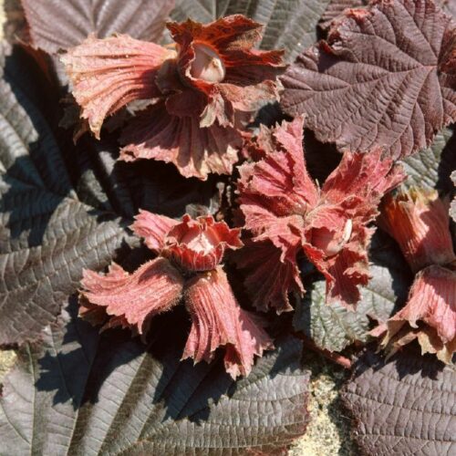 Corylus maxima Purpurea