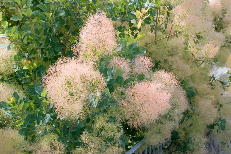 Cotinus coggygria