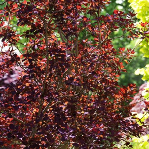 Cotinus coggygria Royal Purple