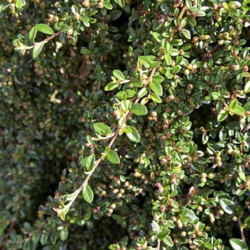 Cotoneaster dammeri Coral Beauty