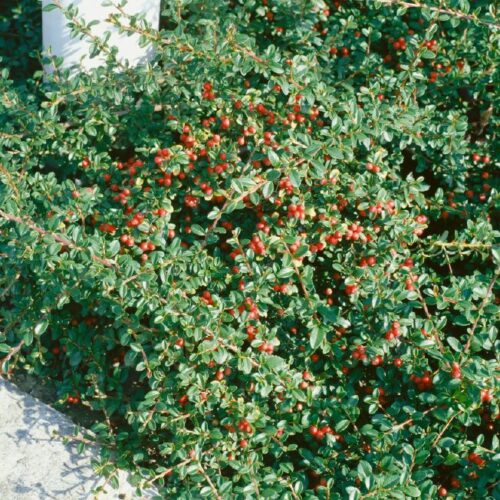 Cotoneaster dammeri Eichholz