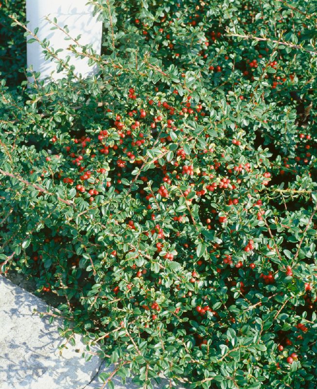 Cotoneaster dammeri Eichholz