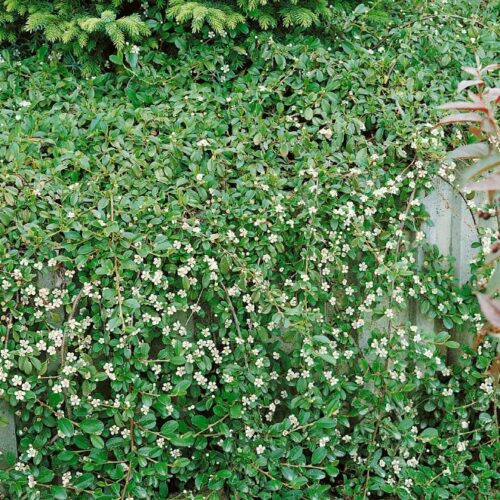 Cotoneaster dammeri Radicans