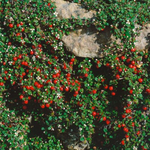 Cotoneaster dammeri Streibs Findling
