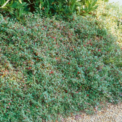 Cotoneaster dammeri Skogsholmen