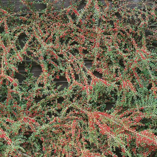 Cotoneaster horizontalis