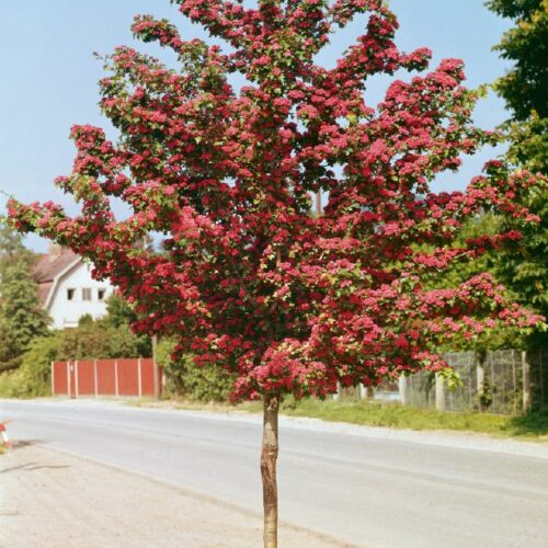 Crataegus laevigata Pauls Scarlet, H