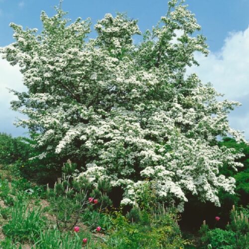 Crataegus monogyna