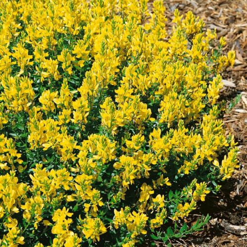 Cytisus decumbens