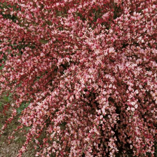 Cytisus praecox in Sorten