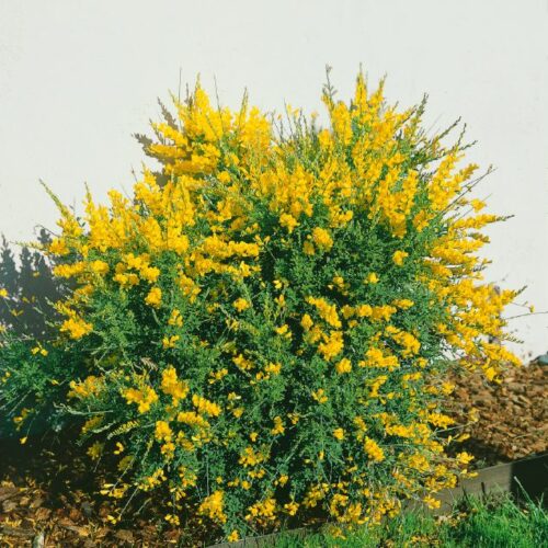 Cytisus scoparius