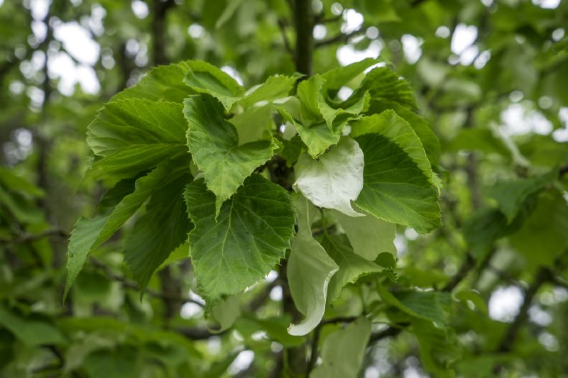 Davidia involucrata
