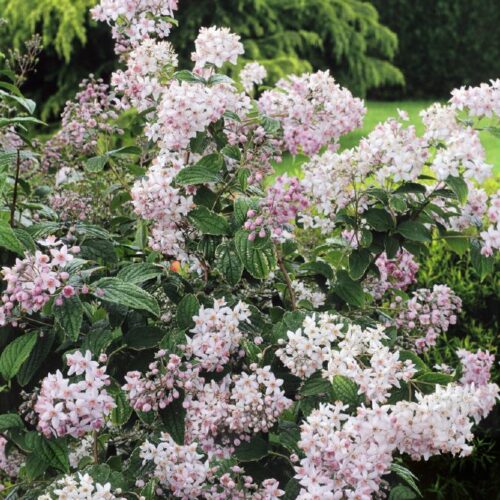 Deutzia hybrida Mont Rose