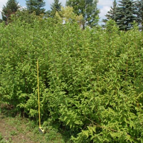 Deutzia magnifica