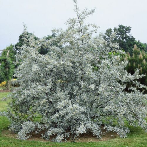 Eleagnus angustifolia