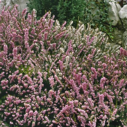 Erica carnea in Sorten