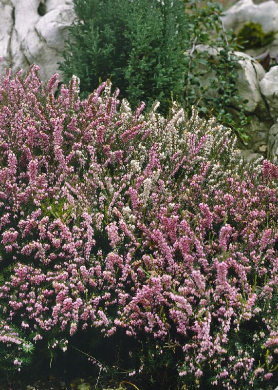 Erica carnea in Sorten