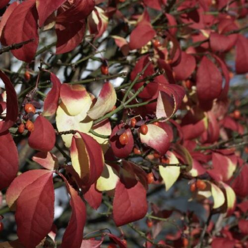 Euonymus alatus Compactus