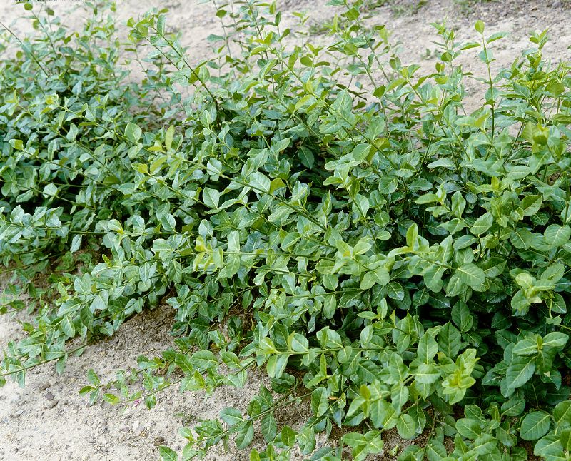 Euonymus fortunei Darts Blanket