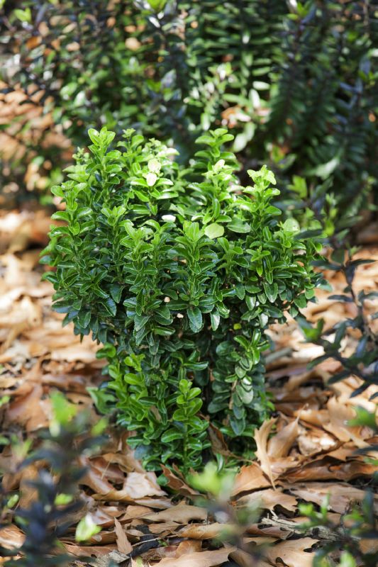 Euonymus jap. Green Rocket