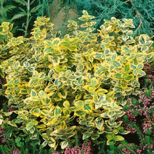 Euonymus fortunei Sunshine